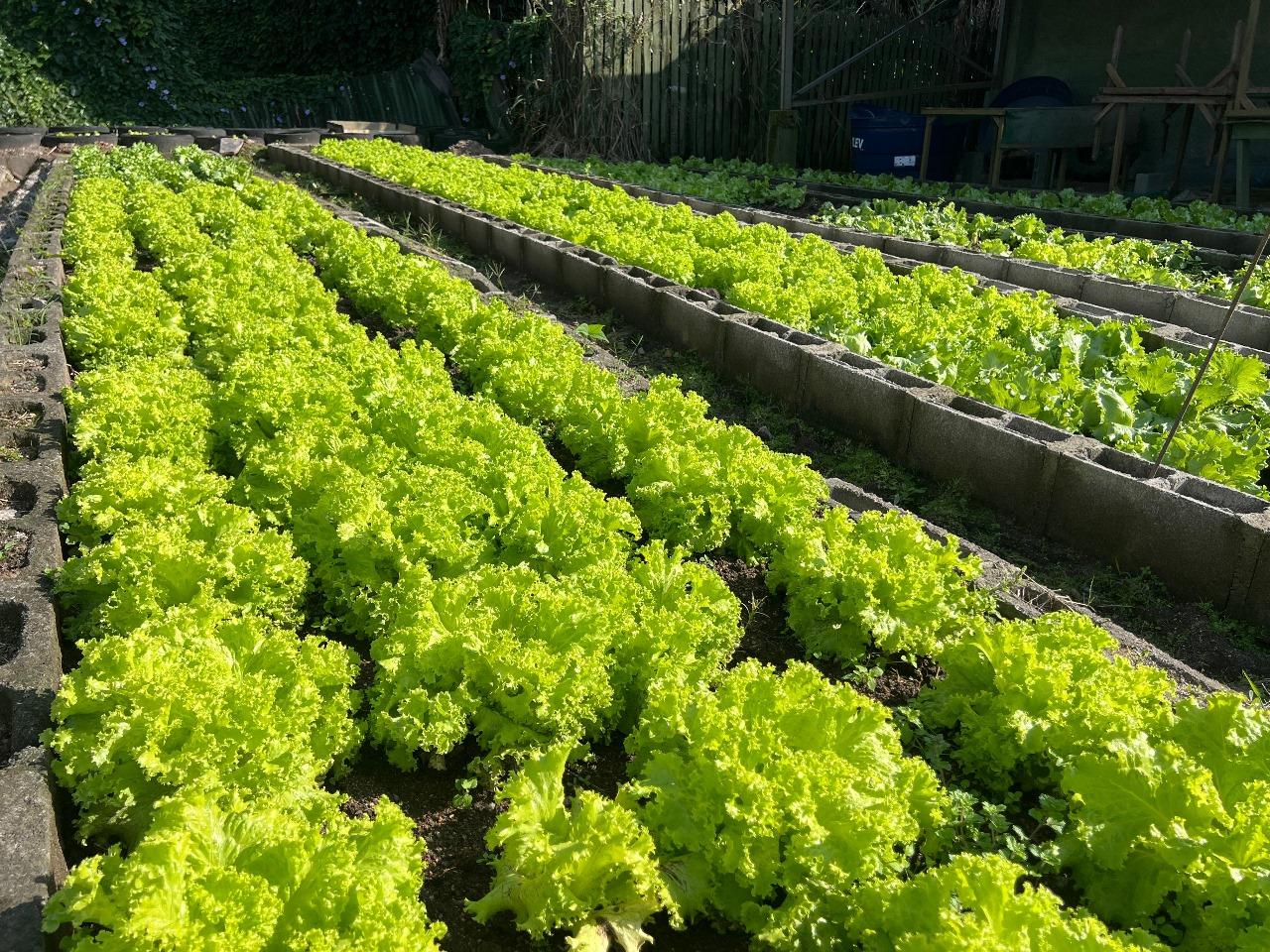 Costao benefits the Santinho community with the distribution of 1,500 lettuce heads